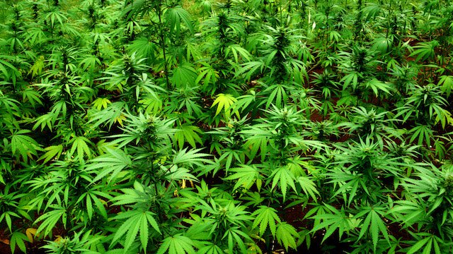 Cannabis